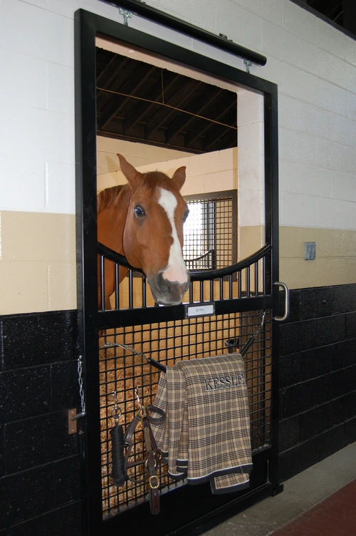 Bay horse with white marking looking over stall door with gold-colored vertical bars