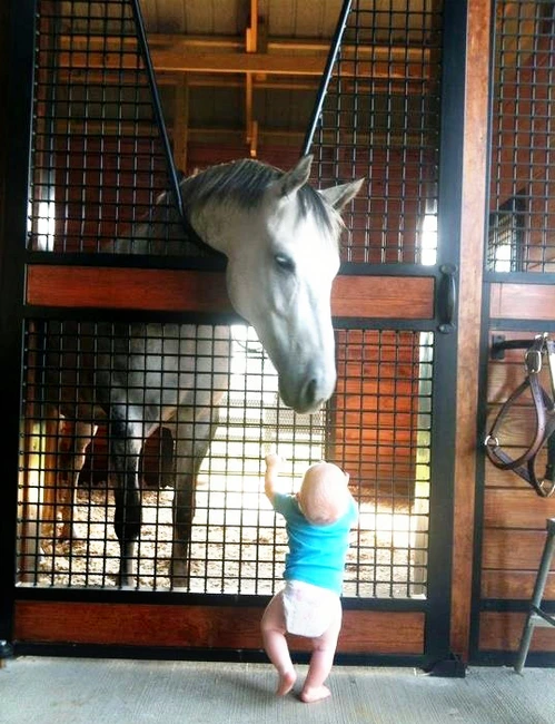 Gray and white horse extending head over white vertical plank stall with wire mesh upper section
