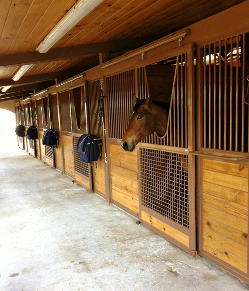 Bright barn aisle with natural pine stall fronts, black vertical bars and horses extending heads