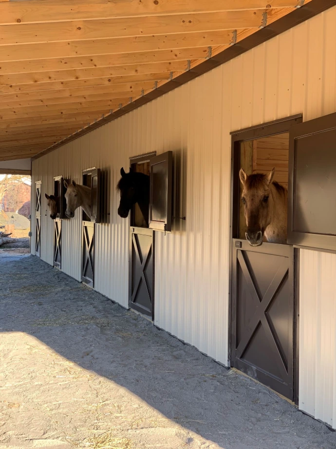 Interior barn aisle with cream walls and natural wood Dutch doors, brown horse extending head from stall