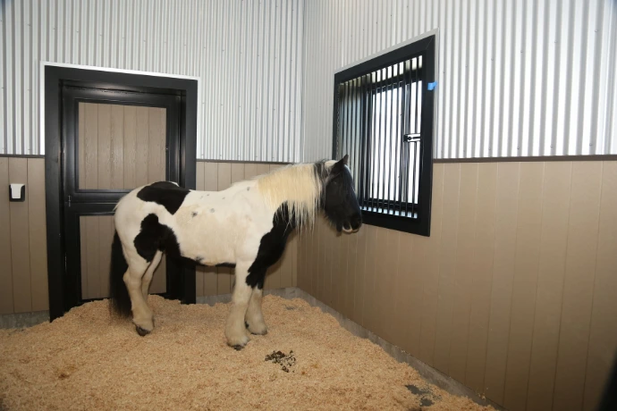 Black and white pinto horse standing in stall with black vertical bar window