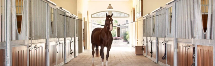 Dark bay horse standing centered in bright barn aisle between cream colored stall fronts with upper windows