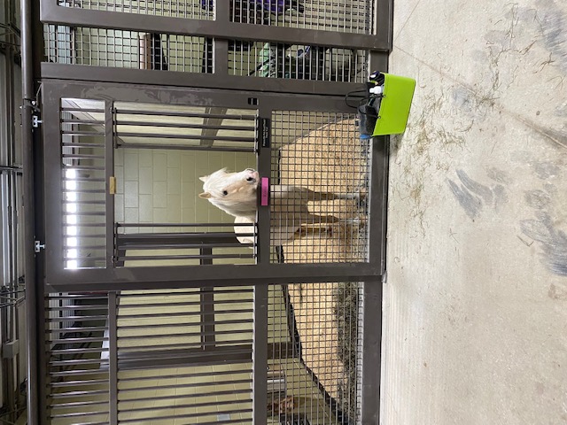 Mini Stall Mini Stall System | Lucas Equine Equipment