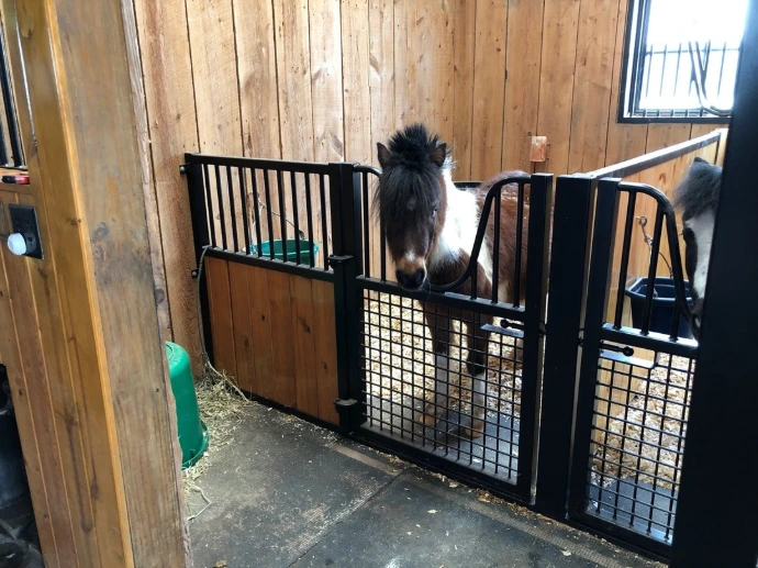 Black and white miniature horses in stalls with black metal fronts featuring wire mesh lower panels in natural wood barn interior