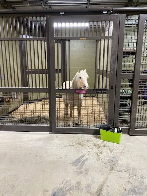 Sage green stall fronts with wire mesh panels, white miniature horse visible inside, green feed bucket on concrete floor