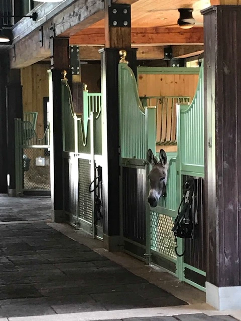 Mint green stall fronts with wire mesh panels and miniature donkey visible in stall along barn corridor