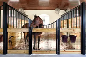 Horse looking over a low stall front bay with crosshatch mesh